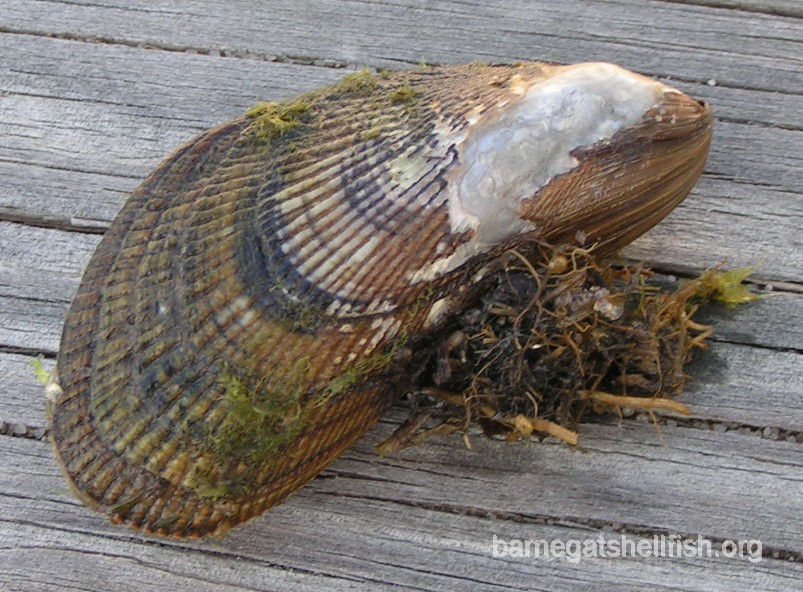 ribbed_mussel_10_l