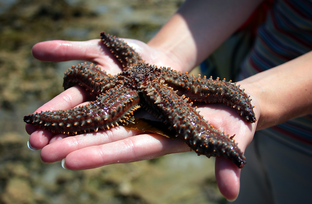 Holding-starfish