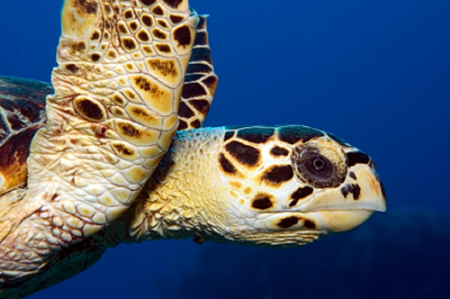 Image of a Hawksbill Sea Turtle in the sea