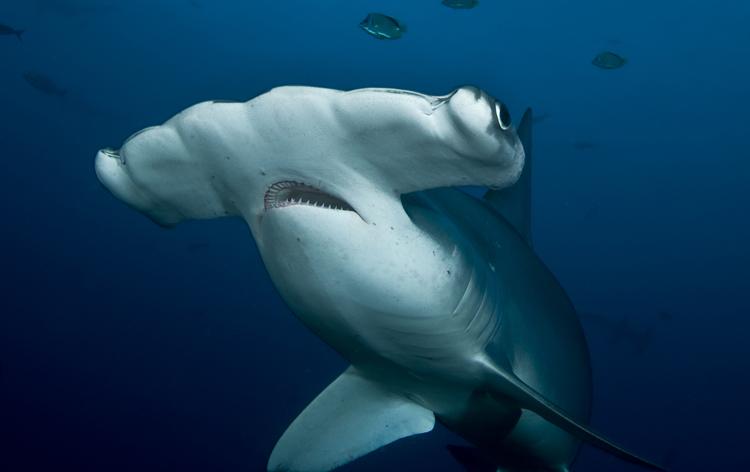 Hammerhead-shark-facts