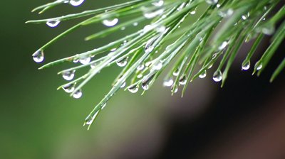 stock-footage-water-drops-on-pine-tree-needles