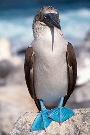 blue-footed-booby-profile