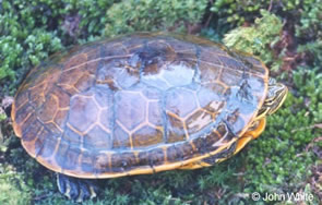 The Turtles of North Carolina - Sea Turtle Camp