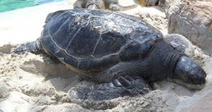 Black Sea Turtle: A Unique Marine Turtle - Sea Turtle Camp