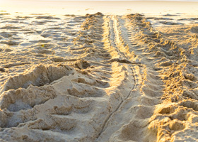 sea-turtle-tracks