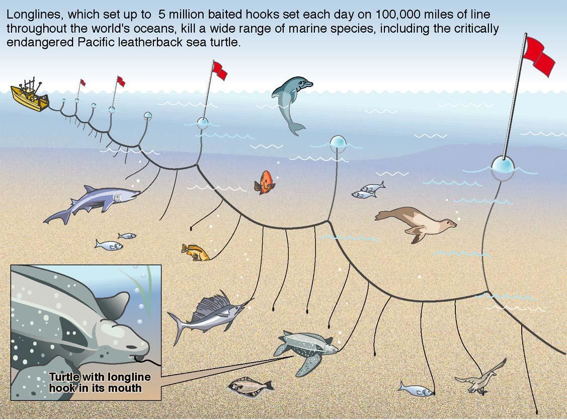 Conservation Efforts: Longline Fishing - Sea Turtle Camp