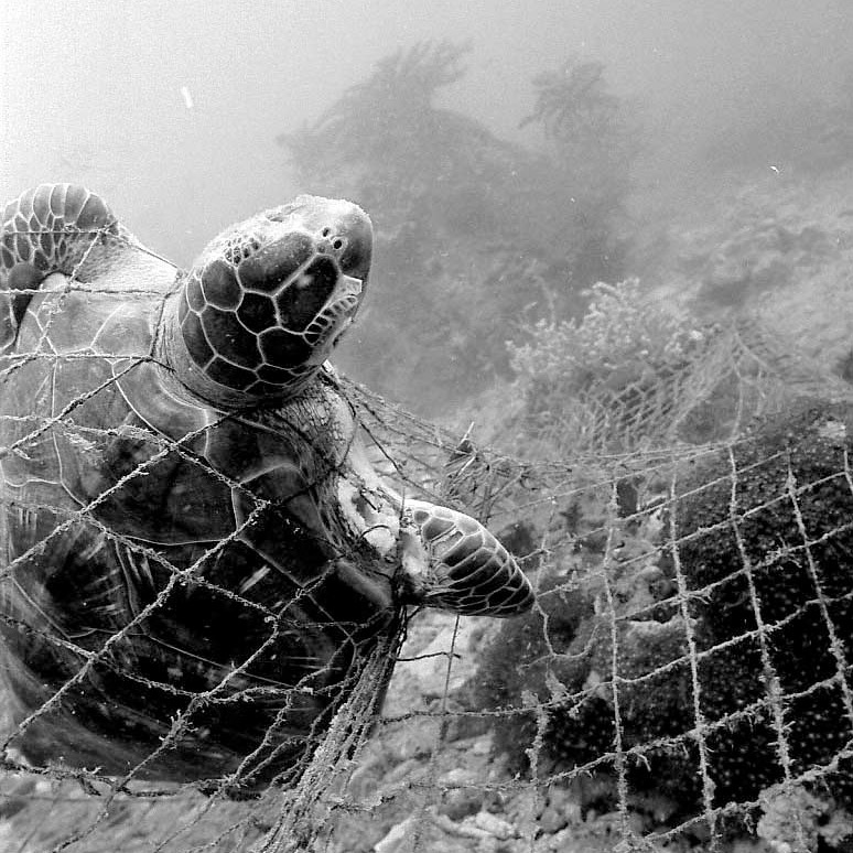Sea Turtle Caught in Net