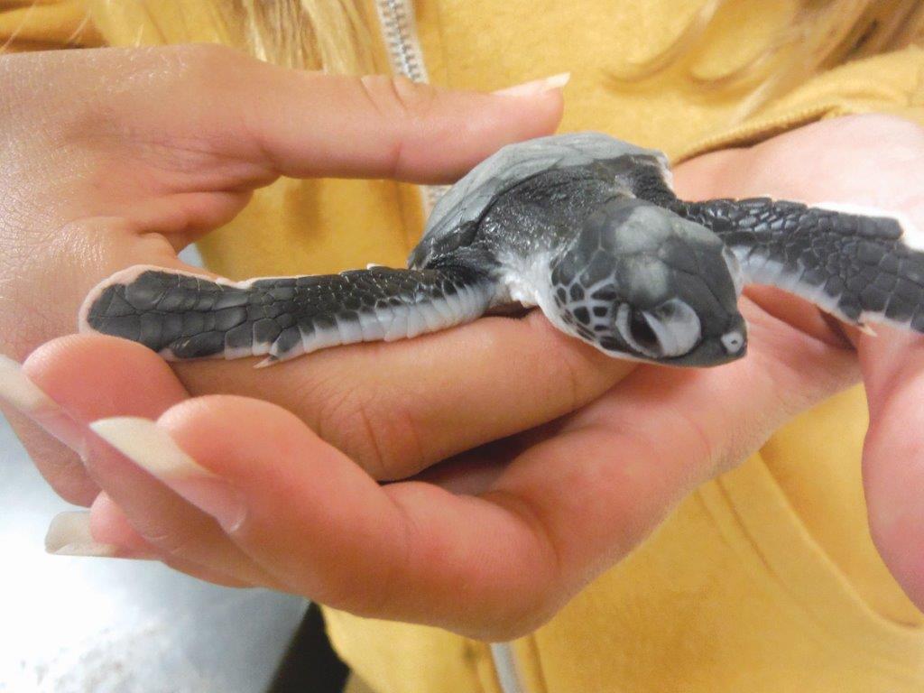 Meet the Sea Turtle Camp 2020 Staff! Pt. 3 - Sea Turtle Camp