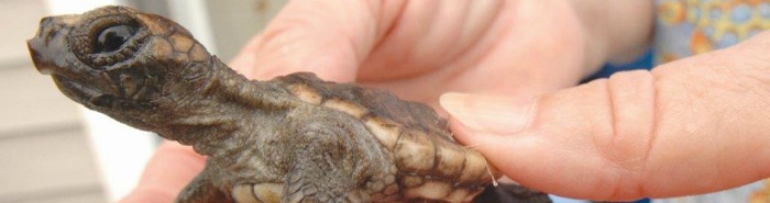 Simple Things You Can Do to Help Sea Turtles - Part 1 - Sea Turtle Camp