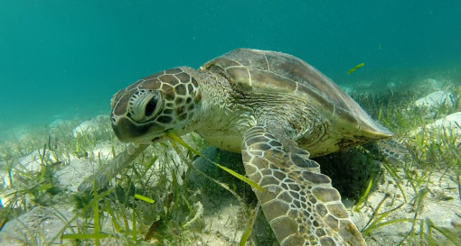sea turtle eating sea grass