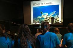 hawaii-honu-lesson
