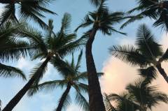 palm-trees